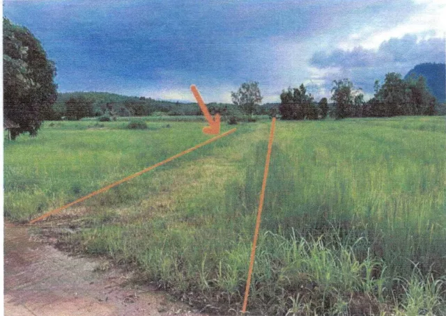 ขายทอดตลาด ที่ดินว่างเปล่า ต.เขาหลวง อ.วังสะพุง จ.เลย