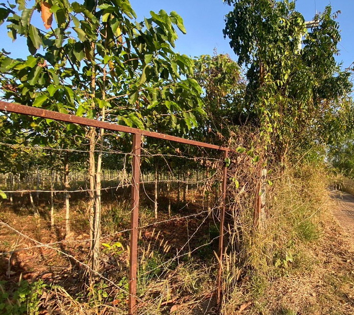 ขายทอดตลาด ที่ดินว่างเปล่า ต.บก อ.โนนคูณ จ.ศรีสะเกษ