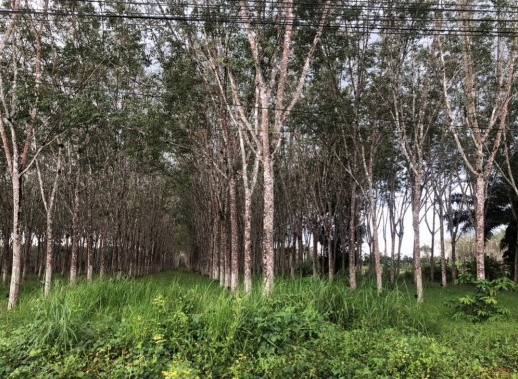 ขายทอดตลาด ที่ดินว่างเปล่า ต.บ้านโหนด อ.สะบ้าย้อย จ.สงขลา