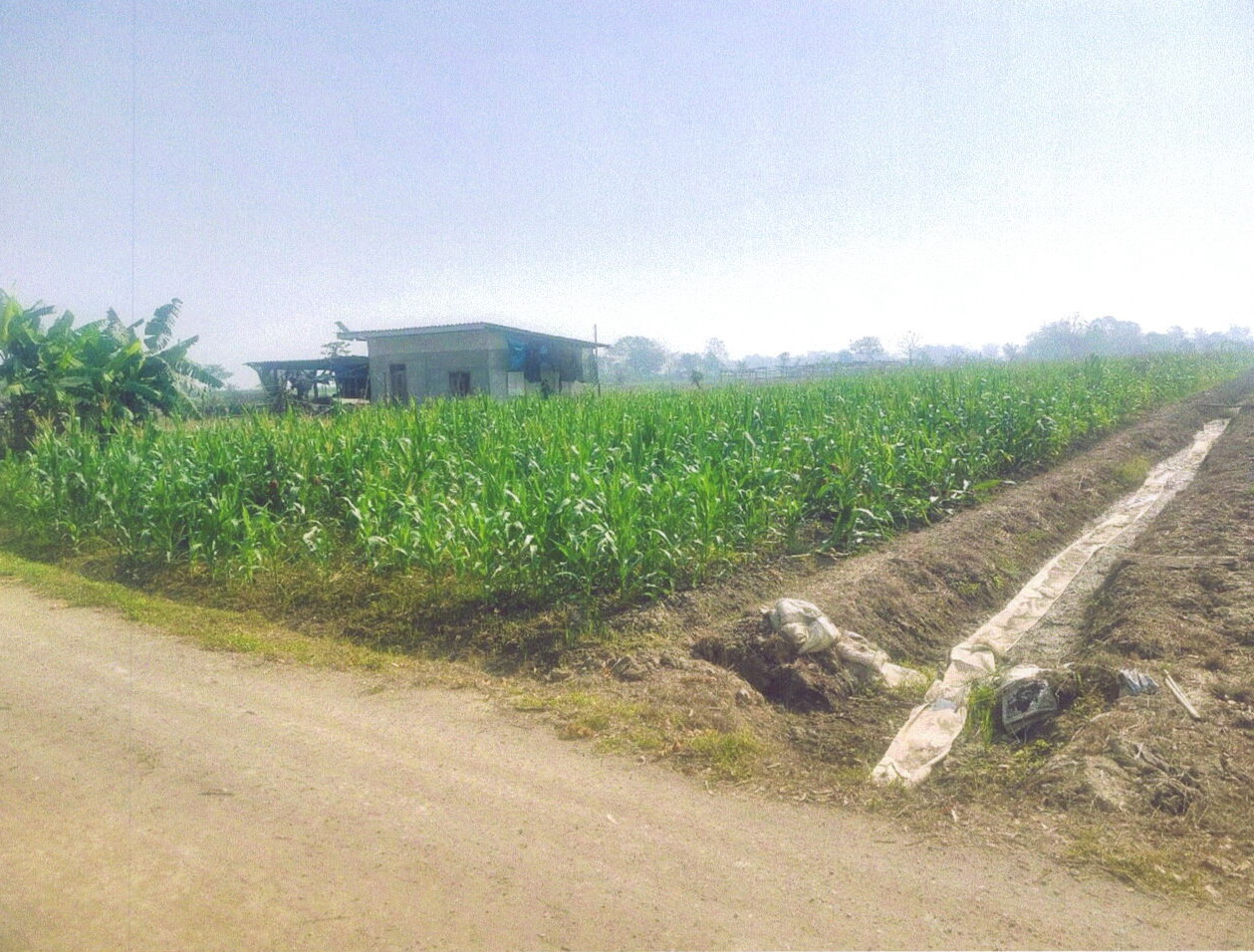 ขายทอดตลาด ที่ดินว่างเปล่า ต.โป่งงาม อ.แม่สาย จ.เชียงราย