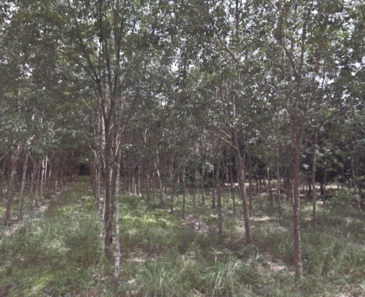 ขายทอดตลาด ที่ดินว่างเปล่า ต.ปากบาง อ.เทพา จ.สงขลา