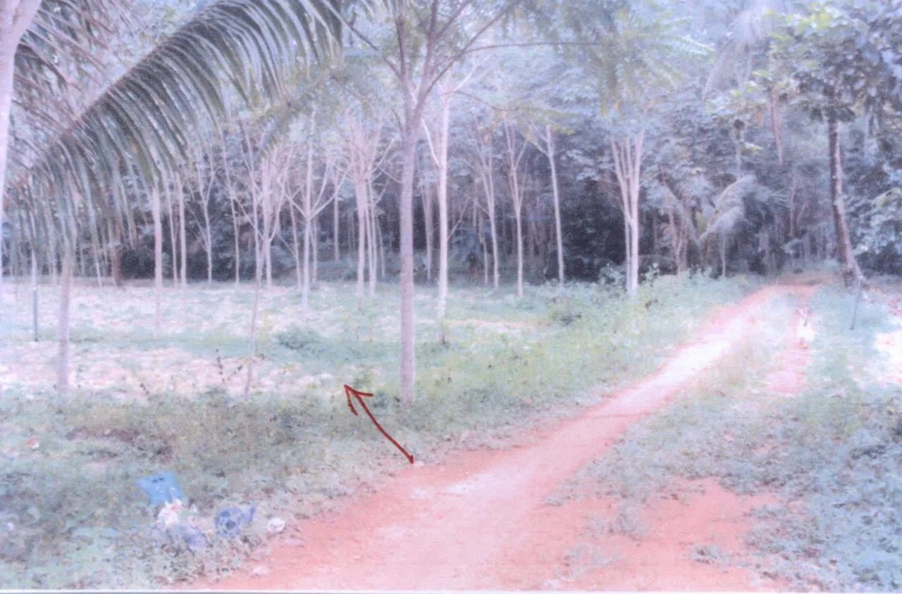 ขายทอดตลาด ที่ดินว่างเปล่า ต.บ้านนา อ.จะนะ จ.สงขลา