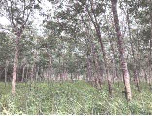 ขายทอดตลาด ที่ดินว่างเปล่า ต.ท่าม่วง อ.เทพา จ.สงขลา