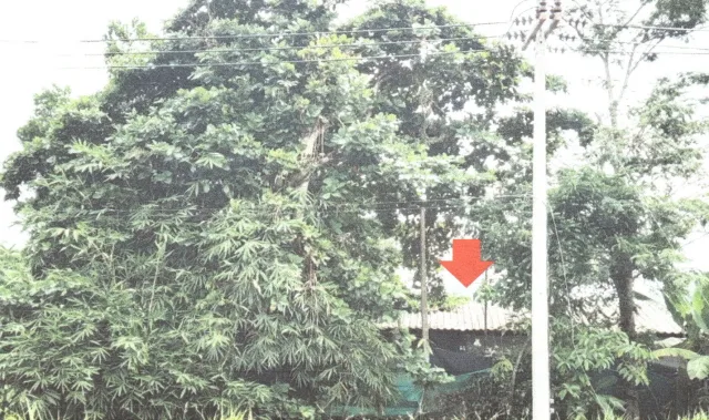ขายทอดตลาด ที่ดินพร้อมสิ่งปลูกสร้าง ต.ประกอบ อ.นาทวี จ.สงขลา