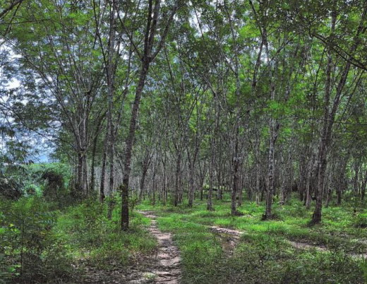 ขายทอดตลาด ที่ดินว่างเปล่า ต.จะแหน อ.สะบ้าย้อย จ.สงขลา
