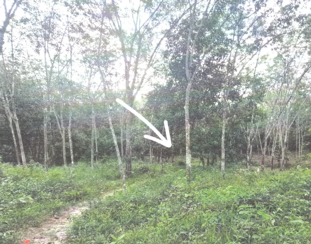 ขายทอดตลาด ที่ดินว่างเปล่า ต.ธารคีรี อ.สะบ้าย้อย จ.สงขลา