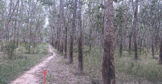 ขายทอดตลาด ที่ดินว่างเปล่า ต.ทุ่งพอ อ.สะบ้าย้อย จ.สงขลา