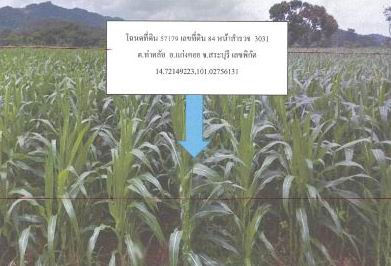 ขายทอดตลาด ที่ดินว่างเปล่า จ.สระบุรี
