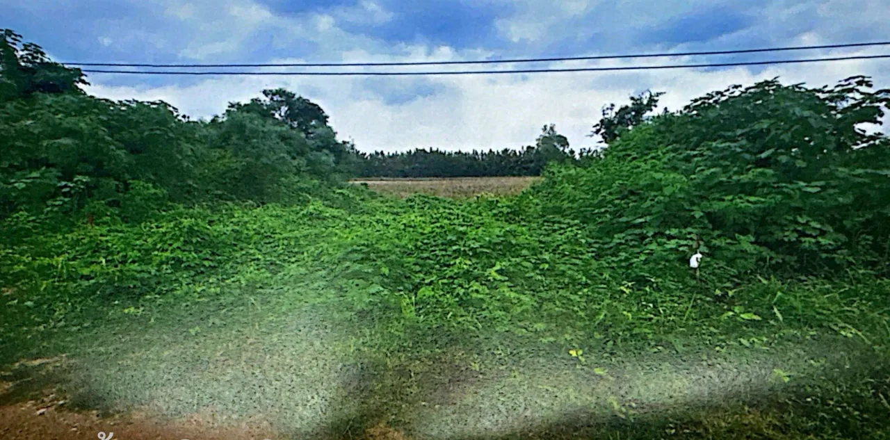 ขายทอดตลาด ที่ดินว่างเปล่า ต.พุแค อ.เมืองสระบุรี จ.สระบุรี
