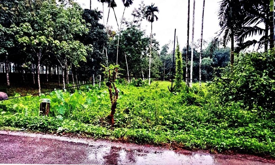 ขายทอดตลาด ที่ดินว่างเปล่า ต.ทุ่งหลวง อ.เวียงสระ จ.สุราษฎร์ธานี