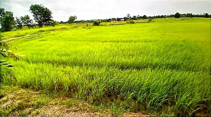 ขายทอดตลาด ที่ดินว่างเปล่า จ.กาฬสินธุ์