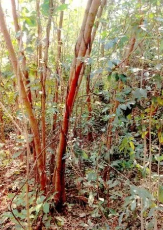 รูปทรัพย์ 4
