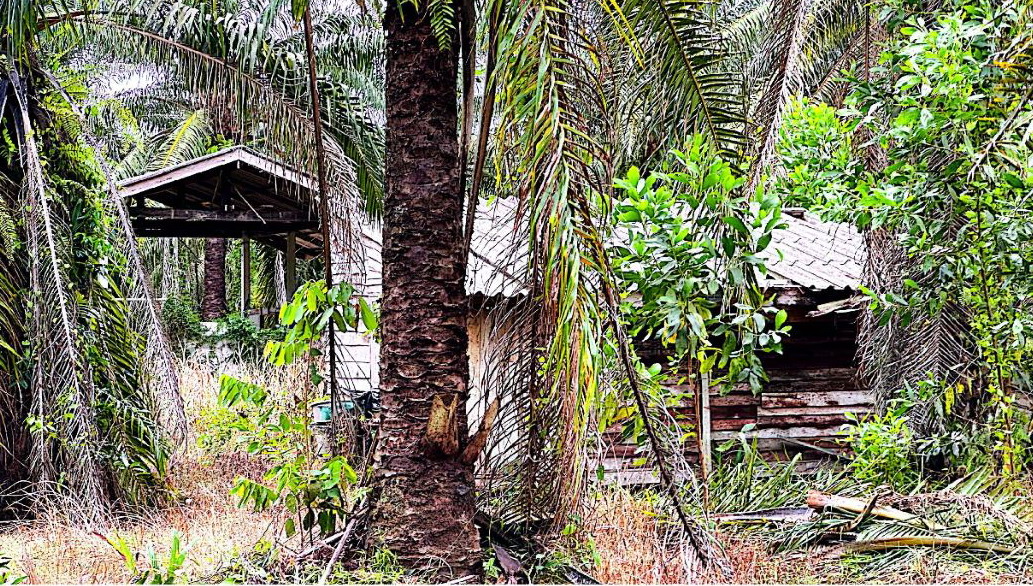 ขายทอดตลาด ที่ดินพร้อมสิ่งปลูกสร้าง ต.ทุ่ง อ.ไชยา จ.สุราษฎร์ธานี