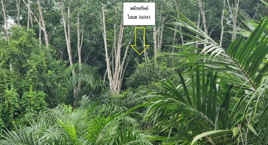 ขายทอดตลาด ที่ดินว่างเปล่า ต.ควนศรี อ.บ้านนาสาร จ.สุราษฎร์ธานี