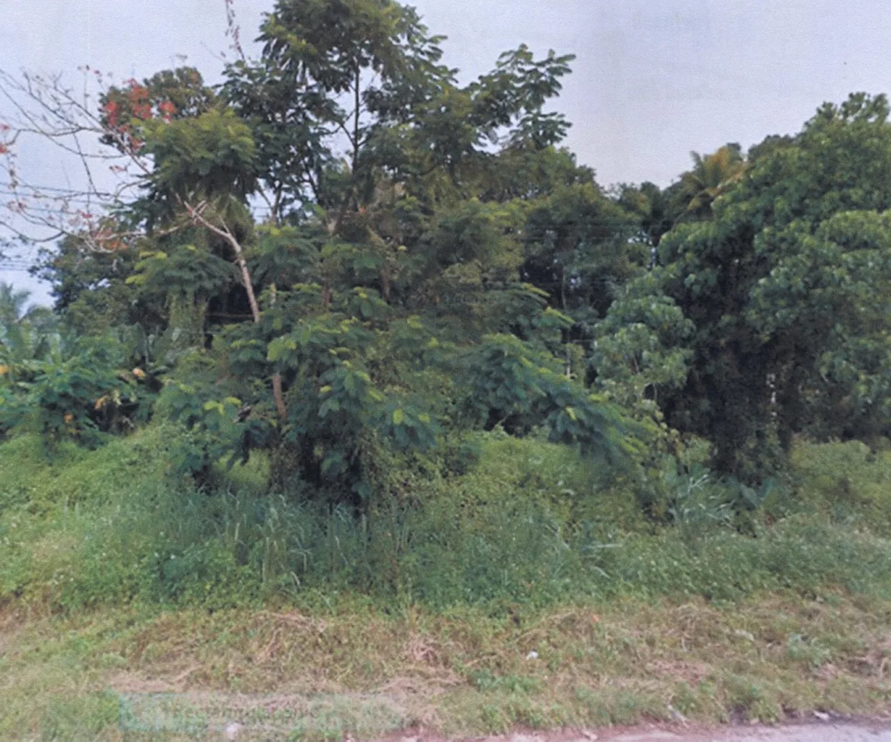 ขายทอดตลาด ที่ดินว่างเปล่า จ.สุราษฎร์ธานี