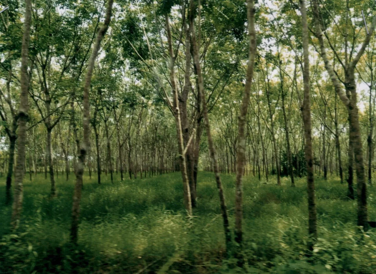 ขายทอดตลาด ที่ดินว่างเปล่า ต.ตะกุกใต้ อ.วิภาวดี จ.สุราษฎร์ธานี