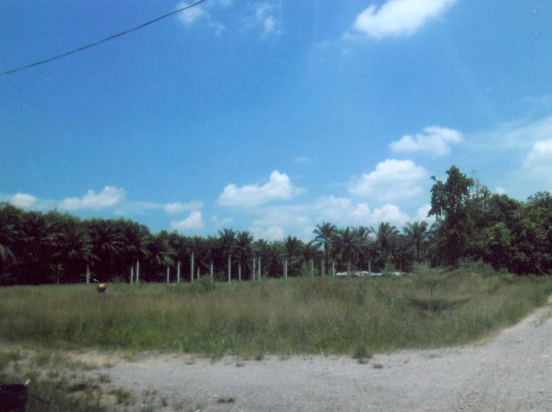 ขายทอดตลาด ที่ดินว่างเปล่า ต.สินปุน อ.พระแสง จ.สุราษฎร์ธานี