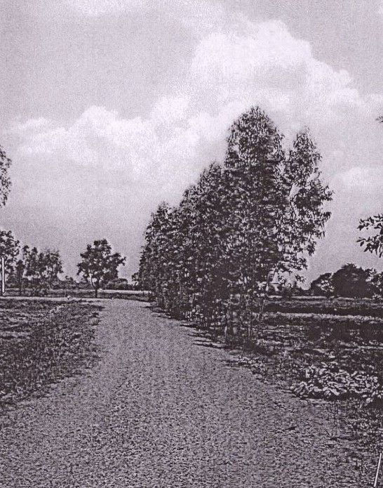 ขายทอดตลาด ที่ดินว่างเปล่า ต.ลาดใหญ่ อ.เมืองชัยภูมิ จ.ชัยภูมิ