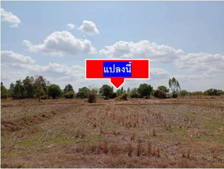 ขายทอดตลาด ที่ดินว่างเปล่า จ.กาฬสินธุ์