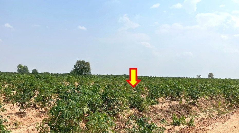 ขายทอดตลาด ที่ดินว่างเปล่า ต.ดอนหัน อ.เมืองขอนแก่น จ.ขอนแก่น