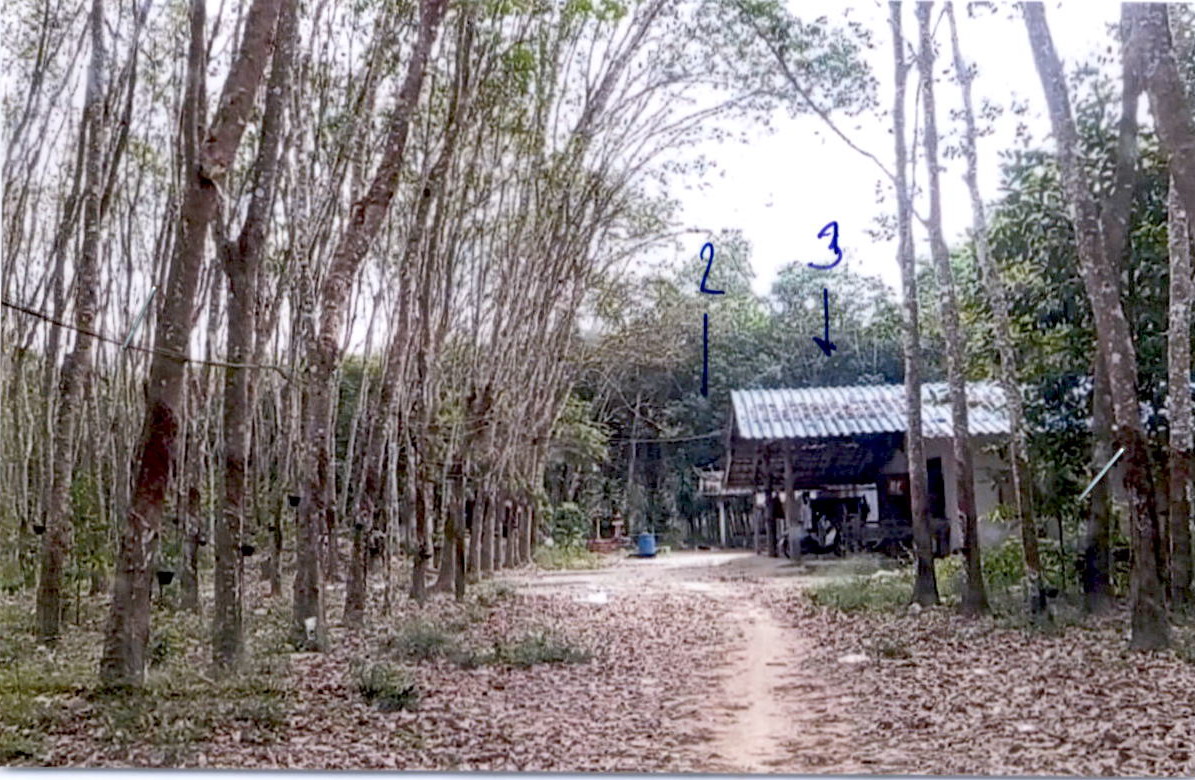 ขายทอดตลาด ที่ดินพร้อมสิ่งปลูกสร้าง ต.น้ำพุ อ.บ้านนาสาร จ.สุราษฎร์ธานี