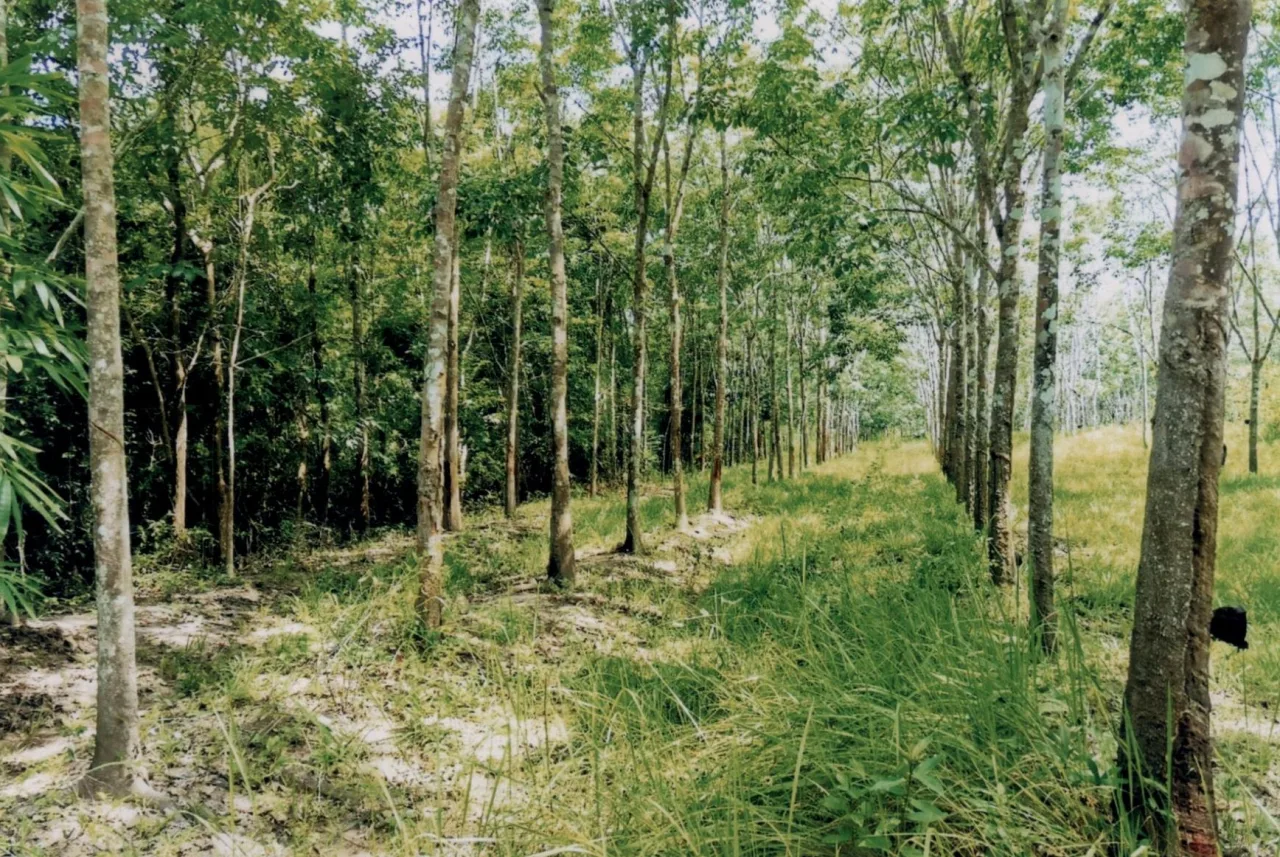 ขายทอดตลาด ที่ดินว่างเปล่า ต.สินปุน อ.พระแสง จ.สุราษฎร์ธานี