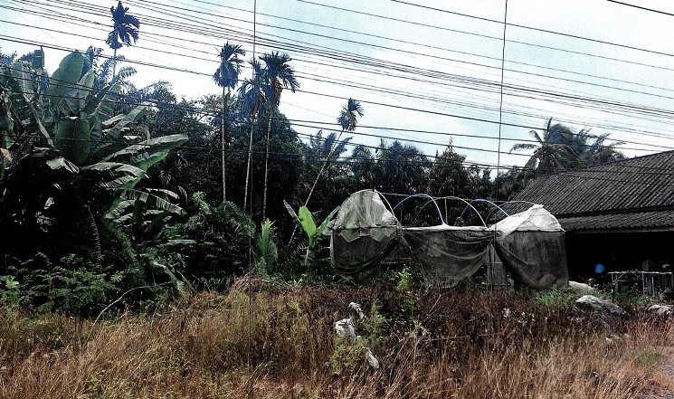 ขายทอดตลาด ที่ดินว่างเปล่า ต.เลม็ด อ.ไชยา จ.สุราษฎร์ธานี
