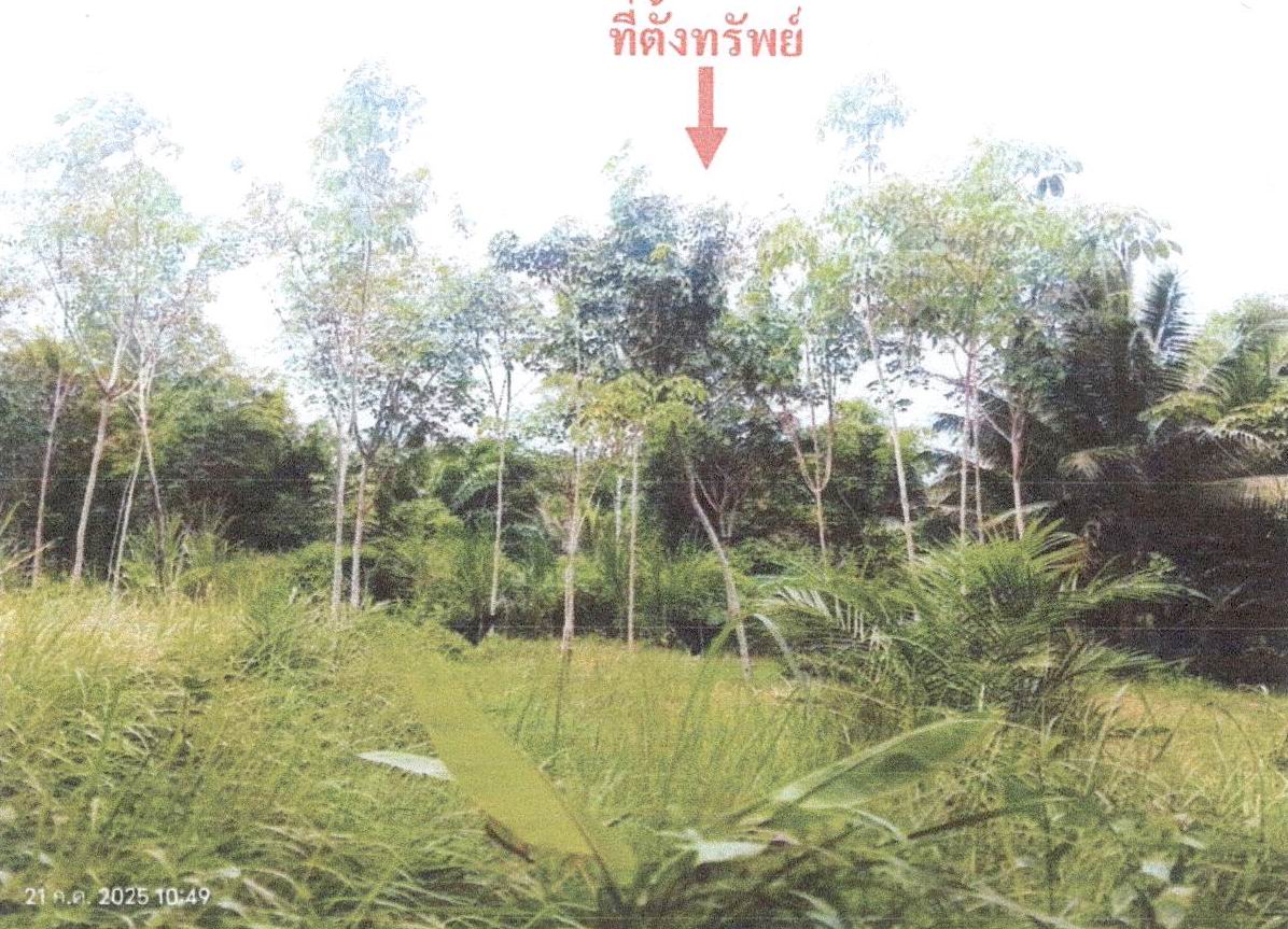 ขายทอดตลาด ที่ดินว่างเปล่า ต.คลองเขม้า อ.เหนือคลอง จ.กระบี่