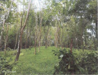 รูปทรัพย์ 2