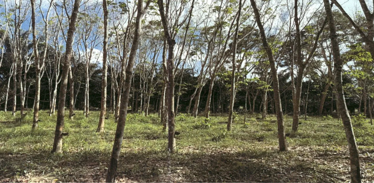 ขายทอดตลาด ที่ดินว่างเปล่า ต.โมถ่าย อ.ไชยา จ.สุราษฎร์ธานี