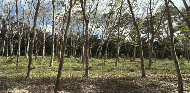 ขายทอดตลาด ที่ดินว่างเปล่า ต.โมถ่าย อ.ไชยา จ.สุราษฎร์ธานี