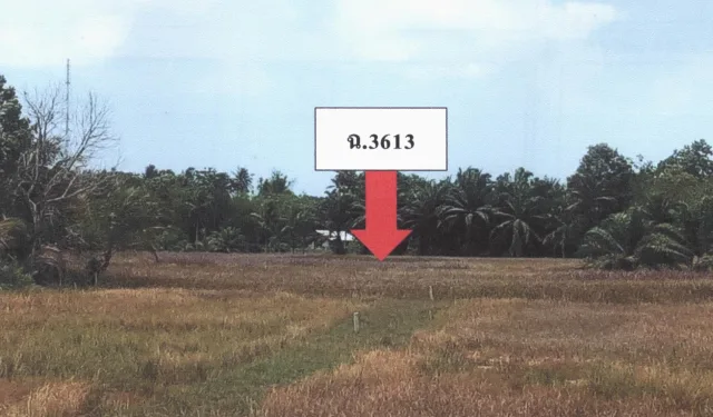 ขายทอดตลาด ที่ดินว่างเปล่า ต.เลม็ด อ.ไชยา จ.สุราษฎร์ธานี