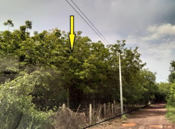 ขายทอดตลาด ที่ดินว่างเปล่า ต.วัดหลวง อ.โพนพิสัย จ.หนองคาย