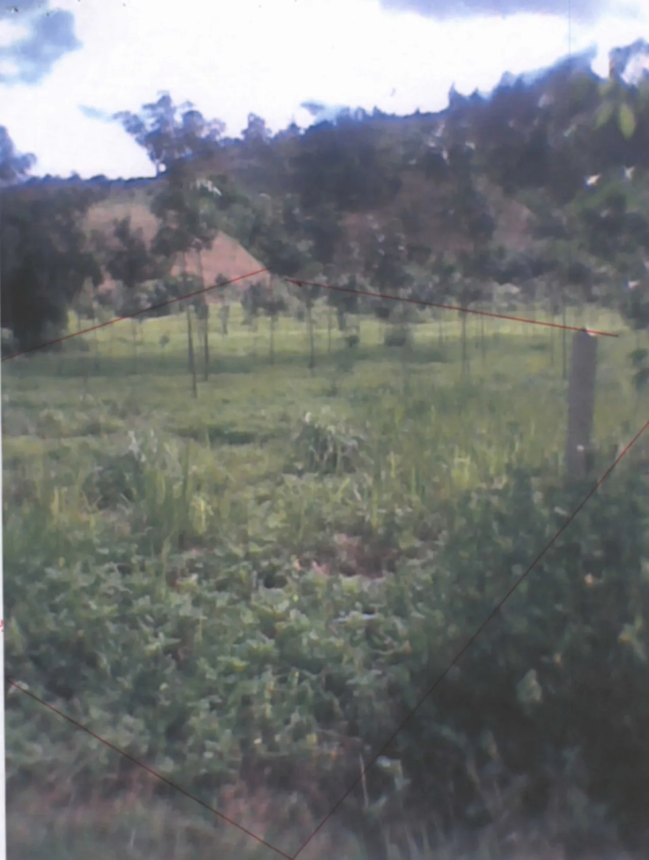 ขายทอดตลาด ที่ดินว่างเปล่า ต.ท่าข้าวเปลือก อ.แม่จัน จ.เชียงราย