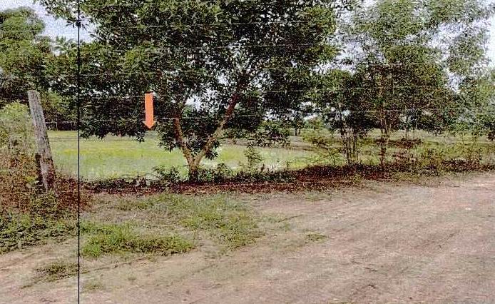 ขายทอดตลาด ที่ดินว่างเปล่า จ.หนองคาย