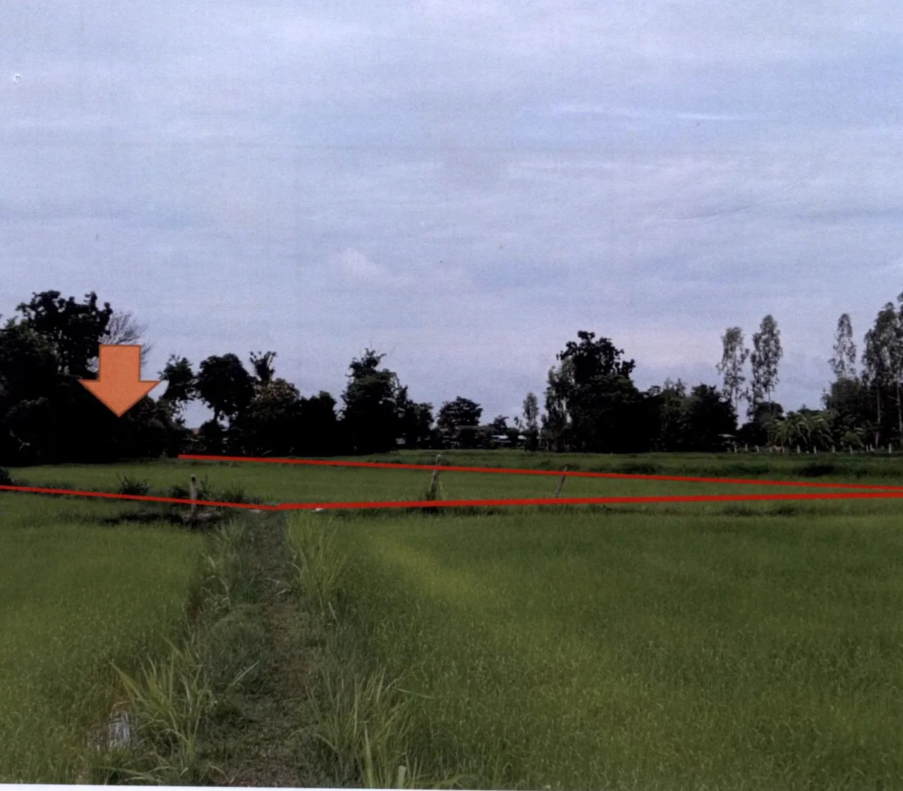 ขายทอดตลาด ที่ดินว่างเปล่า จ.สุรินทร์