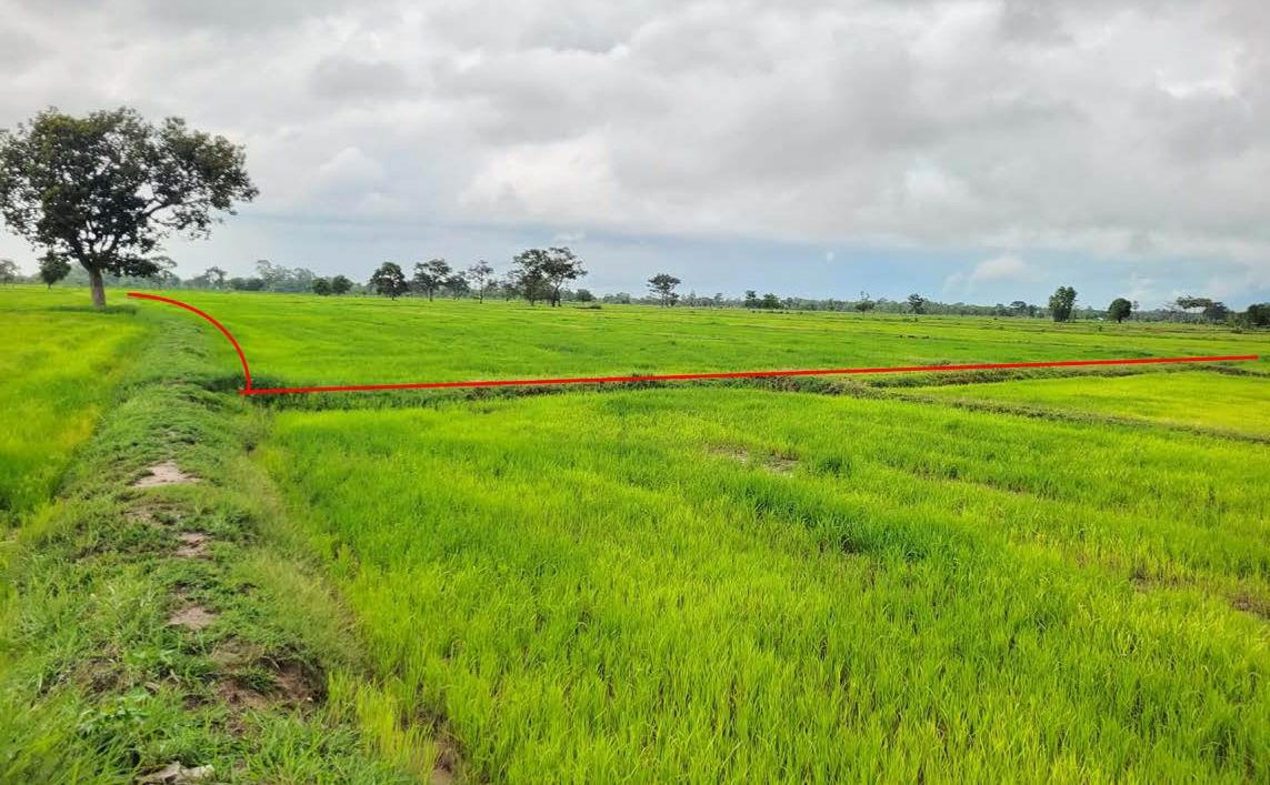 ขายทอดตลาด ที่ดินว่างเปล่า ต.ไผ่ อ.รัตนบุรี จ.สุรินทร์