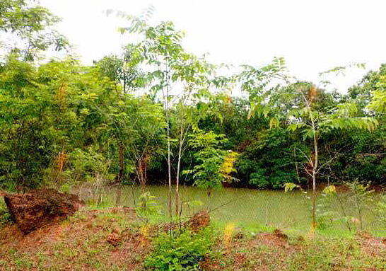 ขายทอดตลาด ที่ดินว่างเปล่า ต.โพธิ์ชัย อ.เมืองหนองคาย จ.หนองคาย