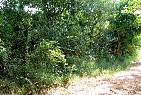 ขายทอดตลาด ที่ดินว่างเปล่า ต.โพธิ์ชัย อ.เมืองหนองคาย จ.หนองคาย