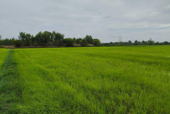ขายทอดตลาด ที่ดินว่างเปล่า ต.ดอนแรด อ.รัตนบุรี จ.สุรินทร์