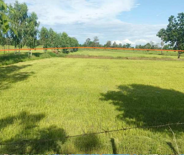 ขายทอดตลาด ที่ดินว่างเปล่า ต.เมืองแก อ.ท่าตูม จ.สุรินทร์