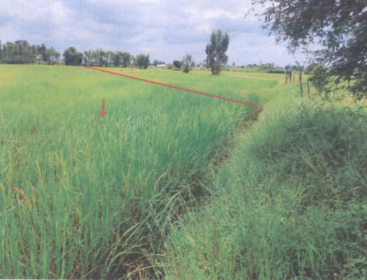 ขายทอดตลาด ที่ดินว่างเปล่า ต.ท่าตูม อ.ท่าตูม จ.สุรินทร์