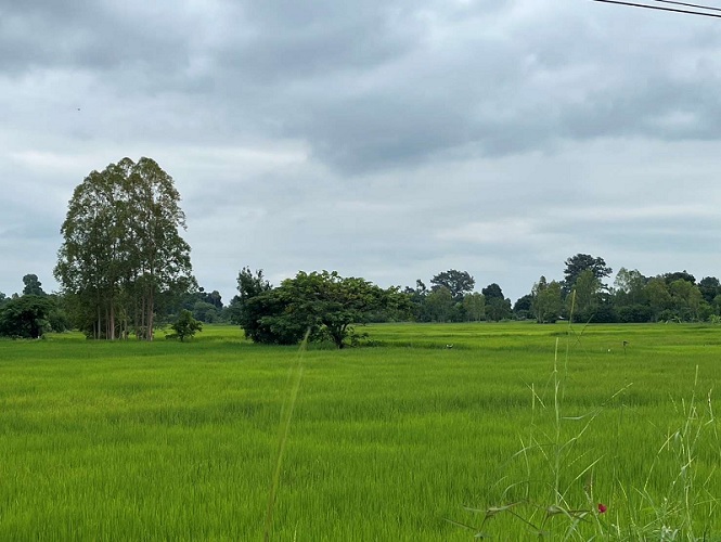 ขายทอดตลาด ที่ดินว่างเปล่า จ.ขอนแก่น