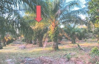 ขายทอดตลาด ที่ดินว่างเปล่า จ.นราธิวาส