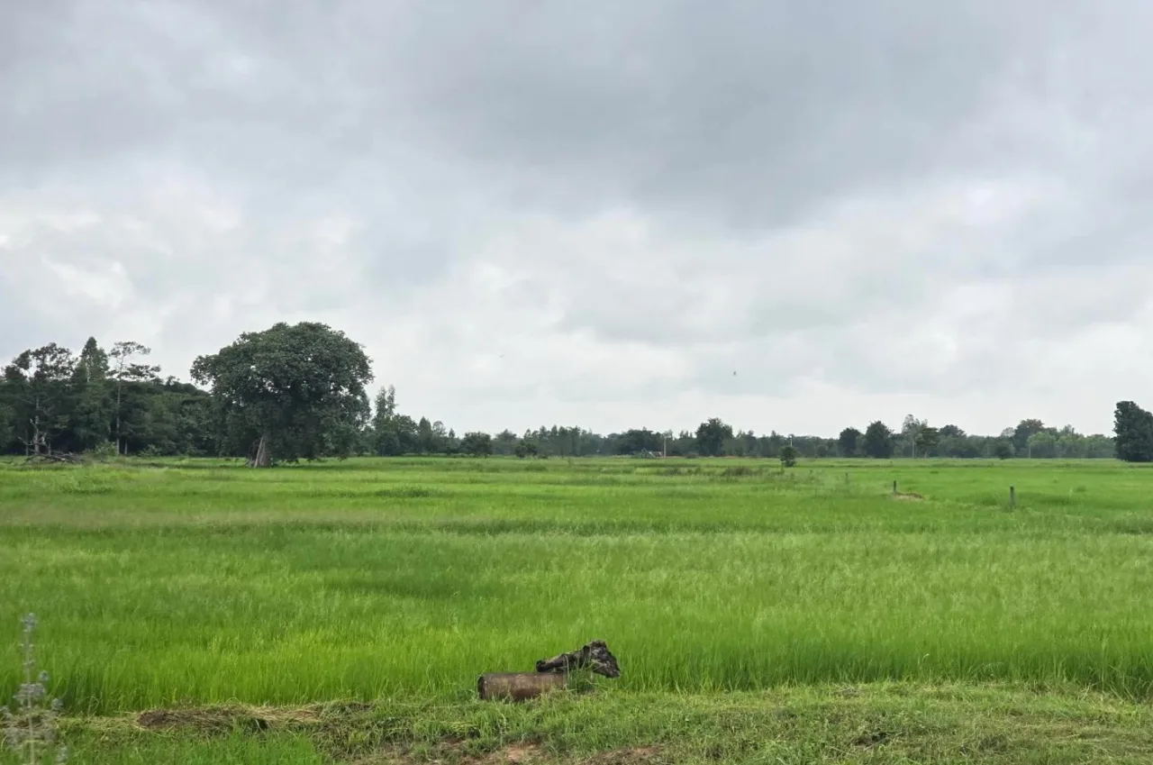 ขายทอดตลาด ที่ดินว่างเปล่า ต.กุดเค้า อ.มัญจาคีรี จ.ขอนแก่น