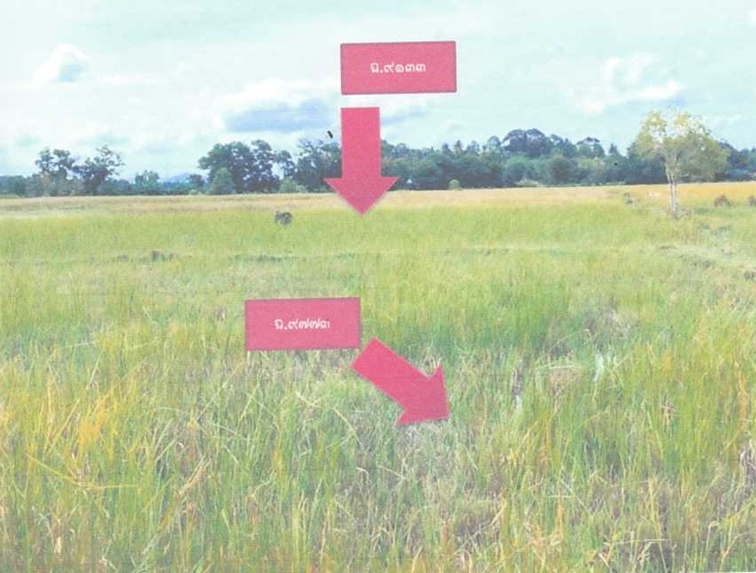 ขายทอดตลาด ที่ดินว่างเปล่า จ.นราธิวาส