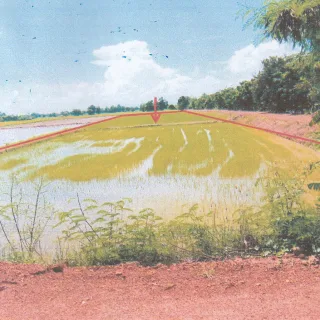 รูปทรัพย์ 2