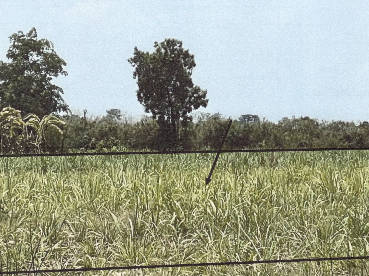 ขายทอดตลาด ที่ดินว่างเปล่า จ.สุโขทัย