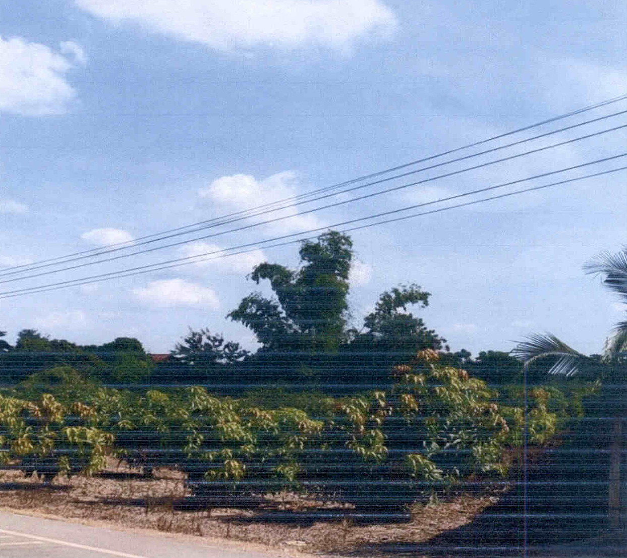 ขายทอดตลาด ที่ดินว่างเปล่า จ.สุโขทัย