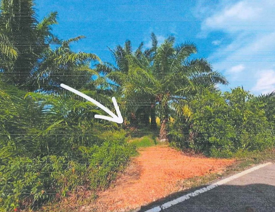 ขายทอดตลาด ที่ดินว่างเปล่า จ.นราธิวาส